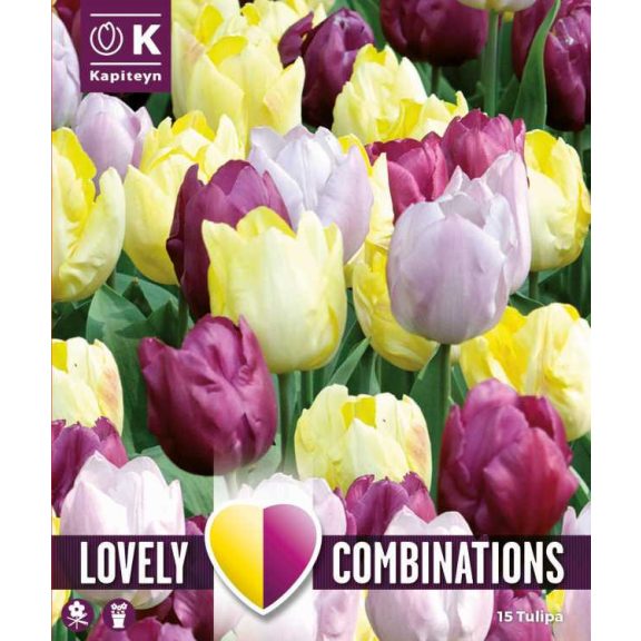 Tulipánválogatás – Combi Tulip Yellow, Purple & Lilac (15 db virághagyma)