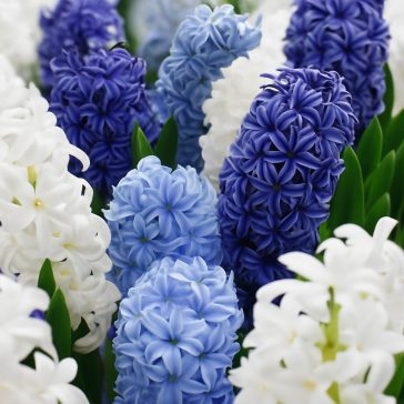   Hyacinthus orientalis ‘Ocean Blend’ – Illatos jácint válogatás (8 db virághagyma)