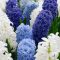 Hyacinthus orientalis ‘Ocean Blend’ – Illatos jácint válogatás (8 db virághagyma)