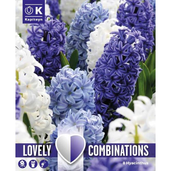 Hyacinthus orientalis ‘Ocean Blend’ – Illatos jácint válogatás (8 db virághagyma)