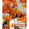 Tulipa Mix ‘White, Yellow & Orange’ – Egyszerűvirágú tulipán kombináció (15 db virághagyma)