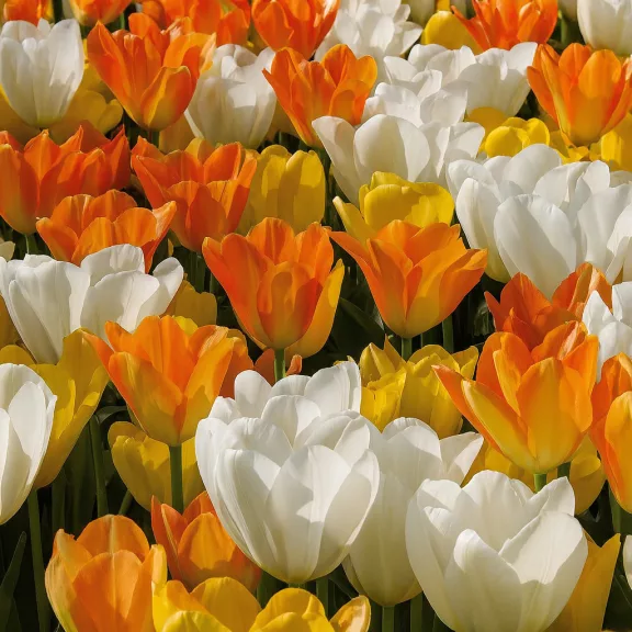 Tulipa Mix ‘White, Yellow & Orange’ – Egyszerűvirágú tulipán kombináció (15 db virághagyma)