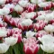 Tulipa Double Mix ‘Red & White’ – Teltvirágú tulipán kombináció, piros és fehér (15 db virághagyma)