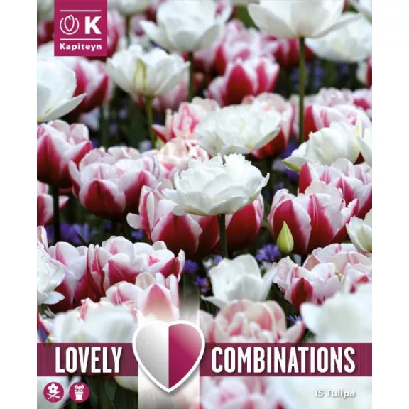 Tulipa Double Mix ‘Red & White’ – Teltvirágú tulipán kombináció, piros és fehér (15 db virághagyma)