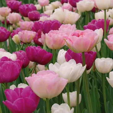   Tulipa Double Mix ‘Pink, Purple & White’ – Teltvirágú tulipánmix rózsaszín, lila és fehér árnyalatokban (15 db virághagyma)