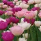 Tulipa Double Mix ‘Pink, Purple & White’ – Teltvirágú tulipánmix rózsaszín, lila és fehér árnyalatokban (15 db virághagyma)