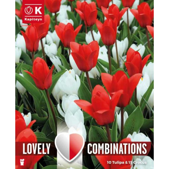 Tulipán és crocus válogatás – piros és fehér árnyalatokban (10 db tulipán 15 db crocus )