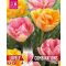 Tulipán válogatás – narancs és rózsaszín árnyalatokban 15 db/csomag