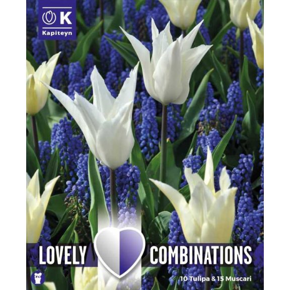 Tulipán és muscari válogatás – fehér és kék árnyalatokban (10 db tulipán 15 db muscari)