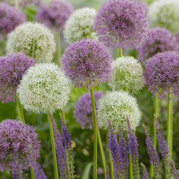   Allium Mix ‘Giant Bulbs’ – Óriás díszhagyma keverék (3 db virághagyma)