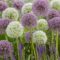 Allium Mix ‘Giant Bulbs’ – Óriás díszhagyma keverék (3 db virághagyma)