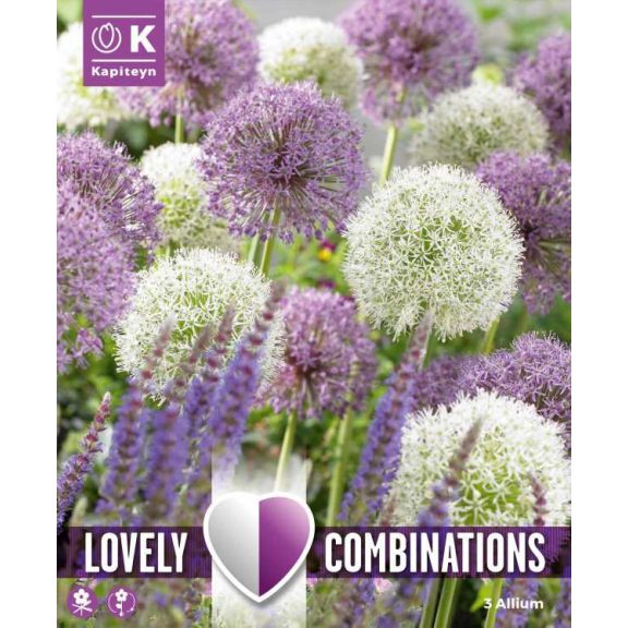 Allium Mix ‘Giant Bulbs’ – Óriás díszhagyma keverék (3 db virághagyma)