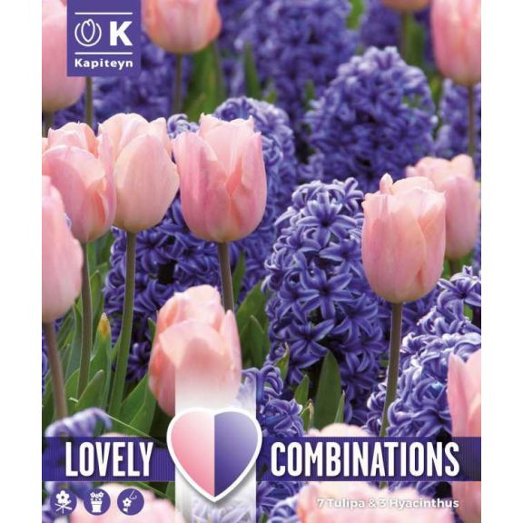 Tulipán és Jácint válogatás – rózsaszín és kék árnyalatokban (7 tulipán + 3 jácint)