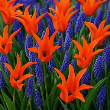   Lovely Combinations  – 10 Tulipán & 15 Gyöngyike (Muscari) - 15 db/ csomag