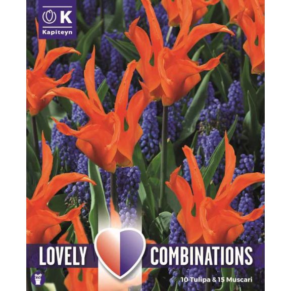 Lovely Combinations  – 10 Tulipán & 15 Gyöngyike (Muscari) - 15 db/ csomag