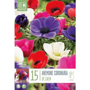 Anemone – Szellőrózsa  Coronaria De Caen 