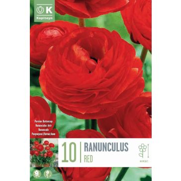 Ranunculus – Boglárka  Aviv Piros