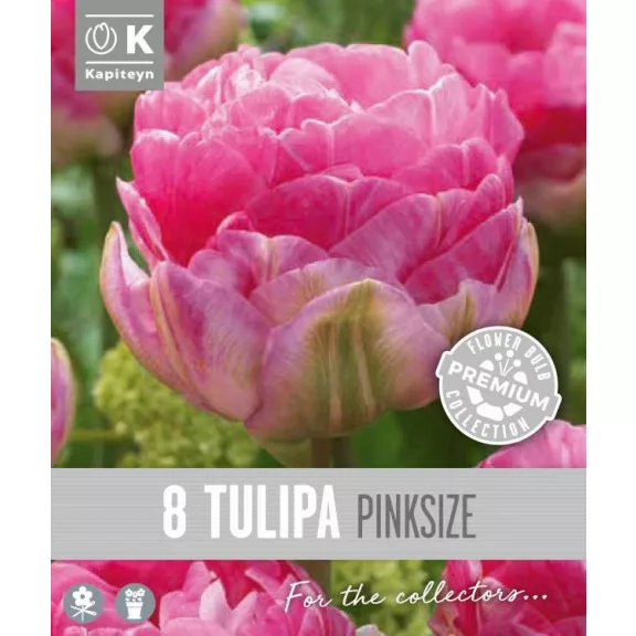 Teltvirágú késői rózsaszín tulipán – Tulipa Double Late ‘Pink Size’ (8 db virághagyma)