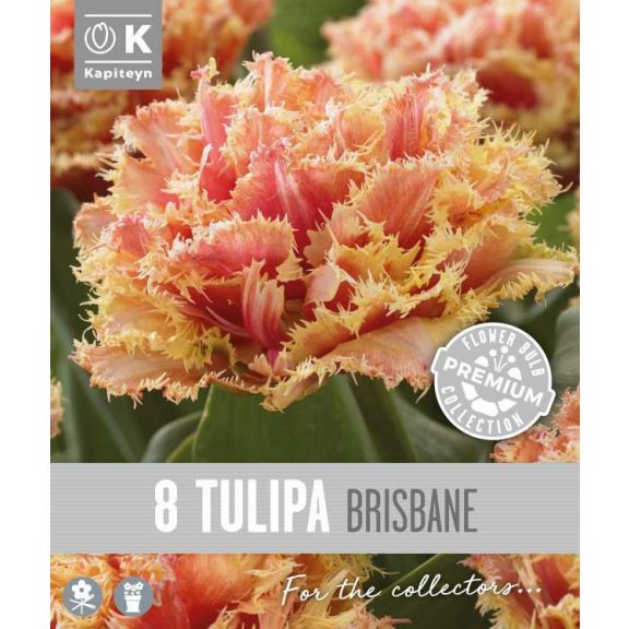 Frizírozott tulipán ‘Brisbane’ – 8 db/csomag