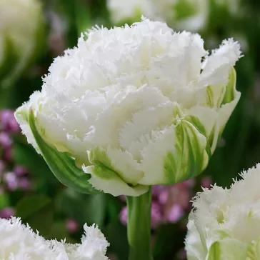   Teltvirágú rojtos tulipán ‘Snow Crystal’ – Tulipa Double Fringed ‘Snow Crystal’ (8 db virághagyma)