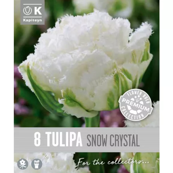 Teltvirágú rojtos tulipán ‘Snow Crystal’ – Tulipa Double Fringed ‘Snow Crystal’ (8 db virághagyma)