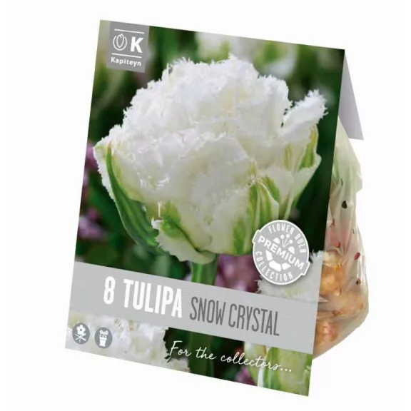 Teltvirágú rojtos tulipán ‘Snow Crystal’ – Tulipa Double Fringed ‘Snow Crystal’ (8 db virághagyma)