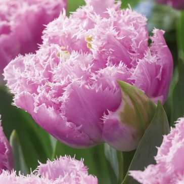 Frizírozott tulipán ‘Cairns’ –  8 db/csomag