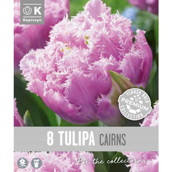 Frizírozott tulipán ‘Cairns’ –  8 db/csomag