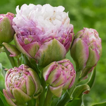   Teltvirágú késői tulipán ‘Peggy Wonder’ – Tulipa Double Late ‘Peggy Wonder’ (4 db virághagyma)