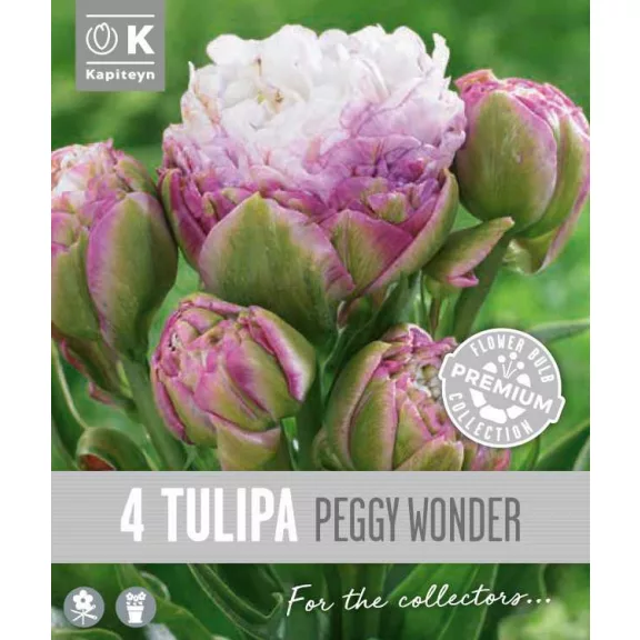 Teltvirágú késői tulipán ‘Peggy Wonder’ – Tulipa Double Late ‘Peggy Wonder’ (4 db virághagyma)