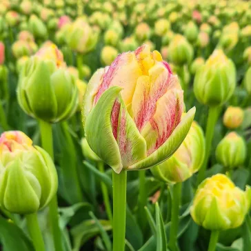   Tulipa double late ‘Sprinkle Dip’ – Teltvirágú tulipán, színátmenetes rózsaszín-lila szirmokkal (6 db virághagyma)