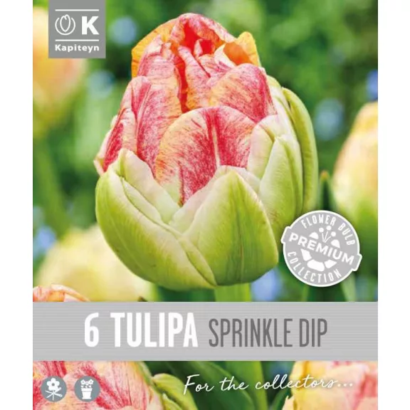 Tulipa double late ‘Sprinkle Dip’ – Teltvirágú tulipán, színátmenetes rózsaszín-lila szirmokkal (6 db virághagyma)