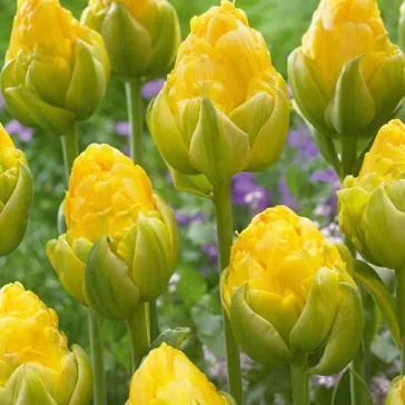   Tulipa double late ‘Vanilla Coup’ – Teltvirágú késői tulipán, vaníliaszínű különlegesség (8 db virághagyma)