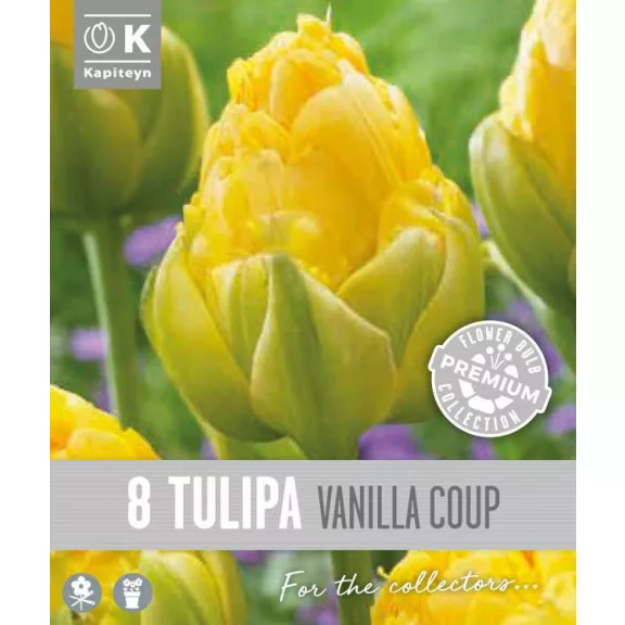 Tulipa double late ‘Vanilla Coup’ – Teltvirágú késői tulipán, vaníliaszínű különlegesség (8 db virághagyma)