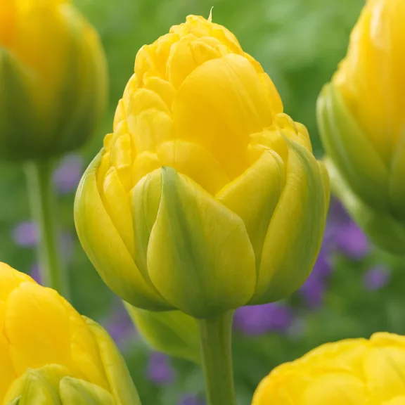 Tulipa double late ‘Vanilla Coup’ – Teltvirágú késői tulipán, vaníliaszínű különlegesség (8 db virághagyma)