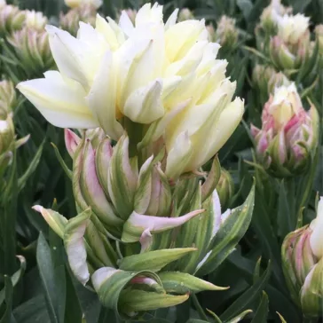   Tulipa fosteriana ‘Mystery Valley’ – Korai tulipán, titokzatos színvilággal (6 db virághagyma)