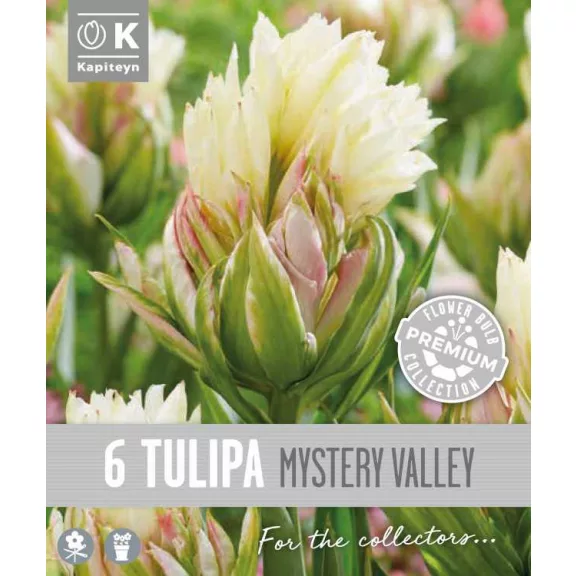 Tulipa fosteriana ‘Mystery Valley’ – Korai tulipán, titokzatos színvilággal (6 db virághagyma)