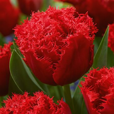 Frizírozott tulipán ‘Bendigo’ –  8 db/csomag
