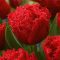 Frizírozott tulipán ‘Bendigo’ –  8 db/csomag