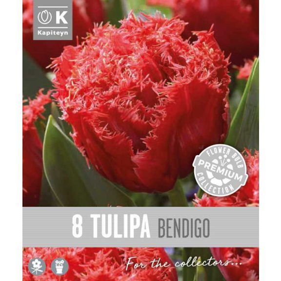 Frizírozott tulipán ‘Bendigo’ –  8 db/csomag