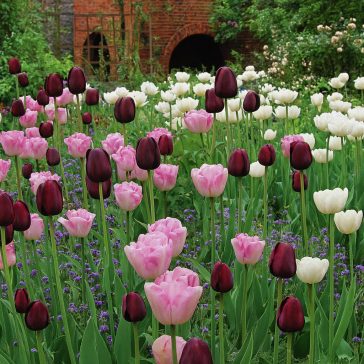   Cottage Garden ‘Tulip Garden Bags’ – Klasszikus tavaszi tulipánkeverék (30 db virághagyma)