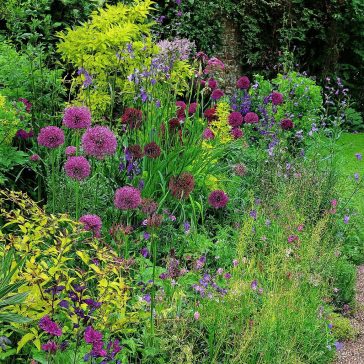   Cottage Garden ‘Allium Garden Bags’ – Lila-fehér díszhagymák keveréke (50 db virághagyma)
