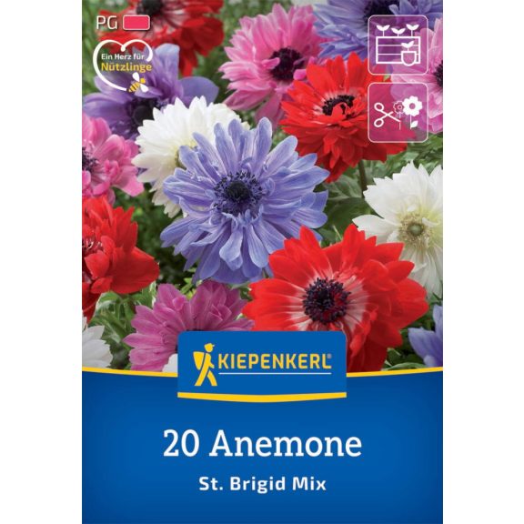 Szent Brigid szellőrózsa – 20 db virághagyma  (KP)