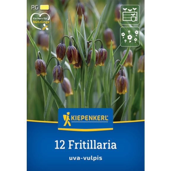 Asszír kockásliliom (Fritillaria uva-vulpis) – 12 db virághagyma  (KP)