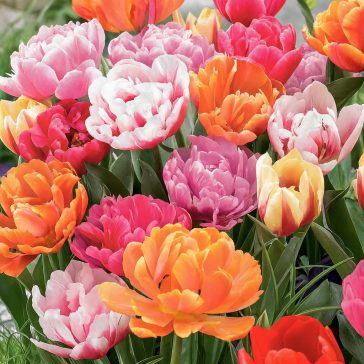 Aktion Tulipa Double Early mix (KP) 17db / csomag