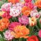 Aktion Tulipa Double Early mix (KP) 17db / csomag