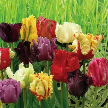   Pegasus Tulipa papagájvirágú mix - BigBag 20 db virághagyma (KP)