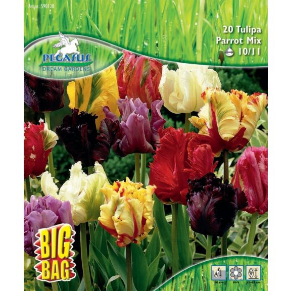 Pegasus Tulipa papagájvirágú mix - BigBag 20 db virághagyma (KP)