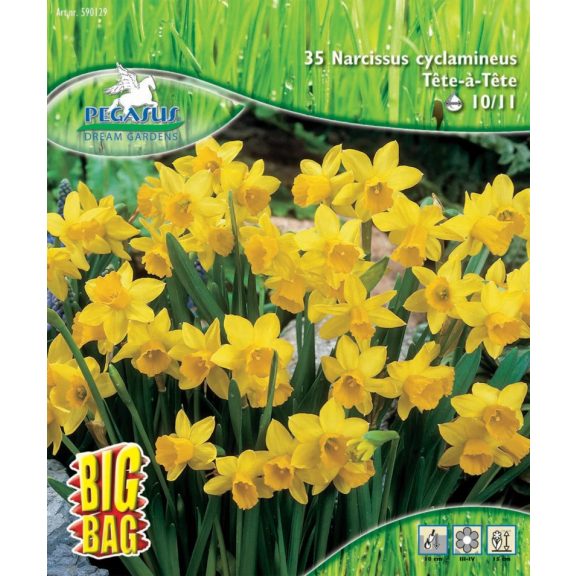 Pegasus Nárcisz mix – BigBag, 35 db/csomag  (KP)