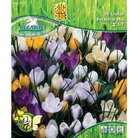 Pegasus Krókusz mix – BigBag, 50 db virághagyma  (KP)
